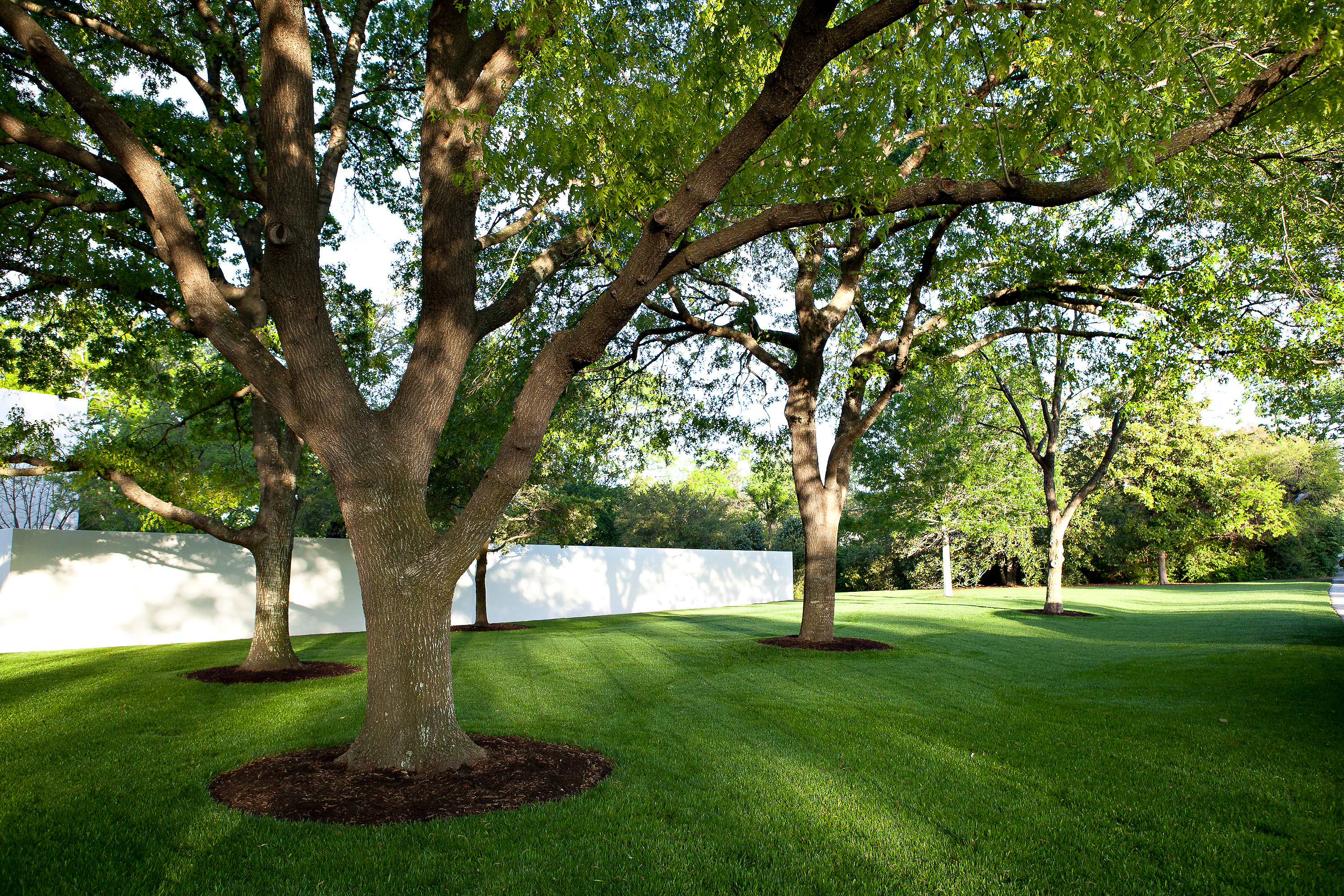 a tree in the middle of a grassy yard | Southern Botanical