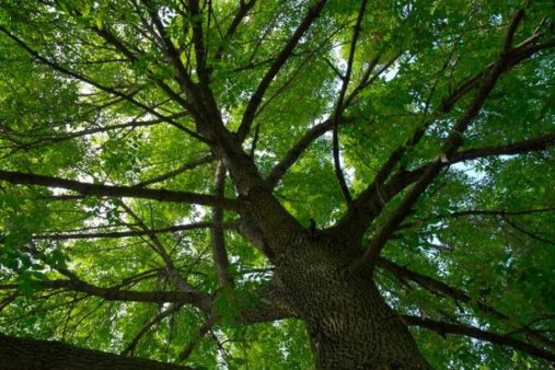 Tree Preservation | Southern Botanical