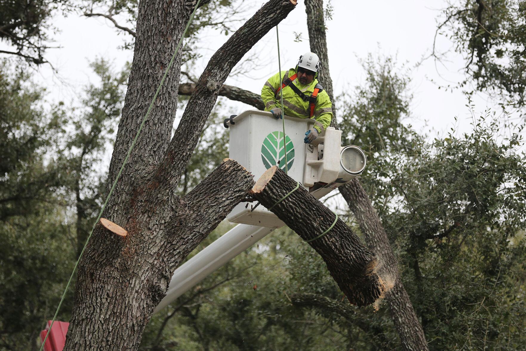 a man in a tree trimming a tree | Southern Botanical