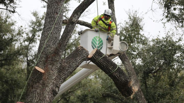 Reasons to Hire a Certified Arborist