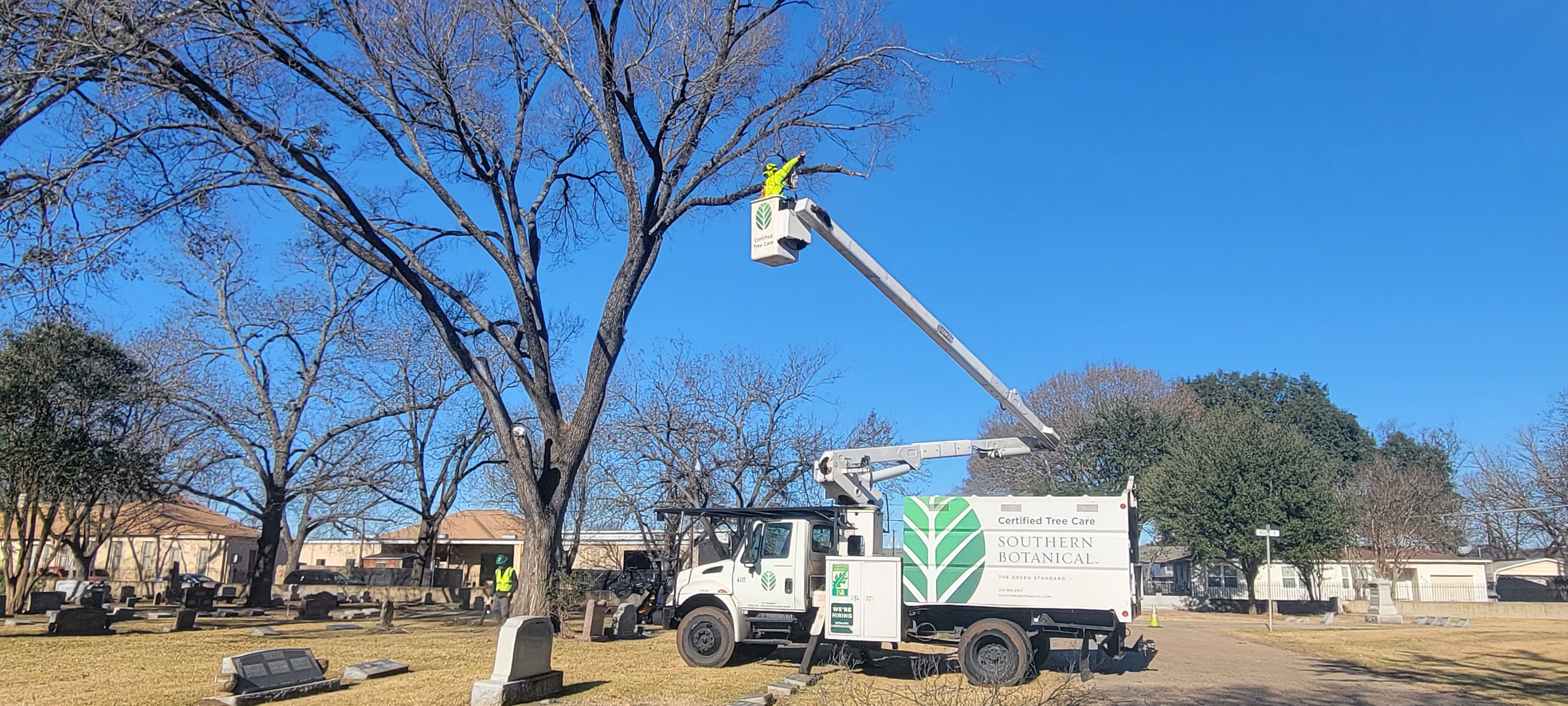 a man on a cherry picker working on a tree | Southern Botanical