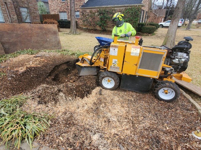 A Southern Botanical landscape worker performing tree removal & stump grinding using heavy machinery. 