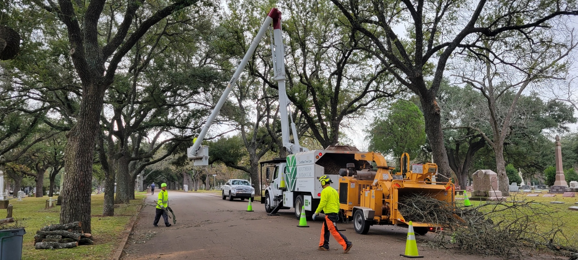 Residential & Commercial Tree Removal | Southern Botanical