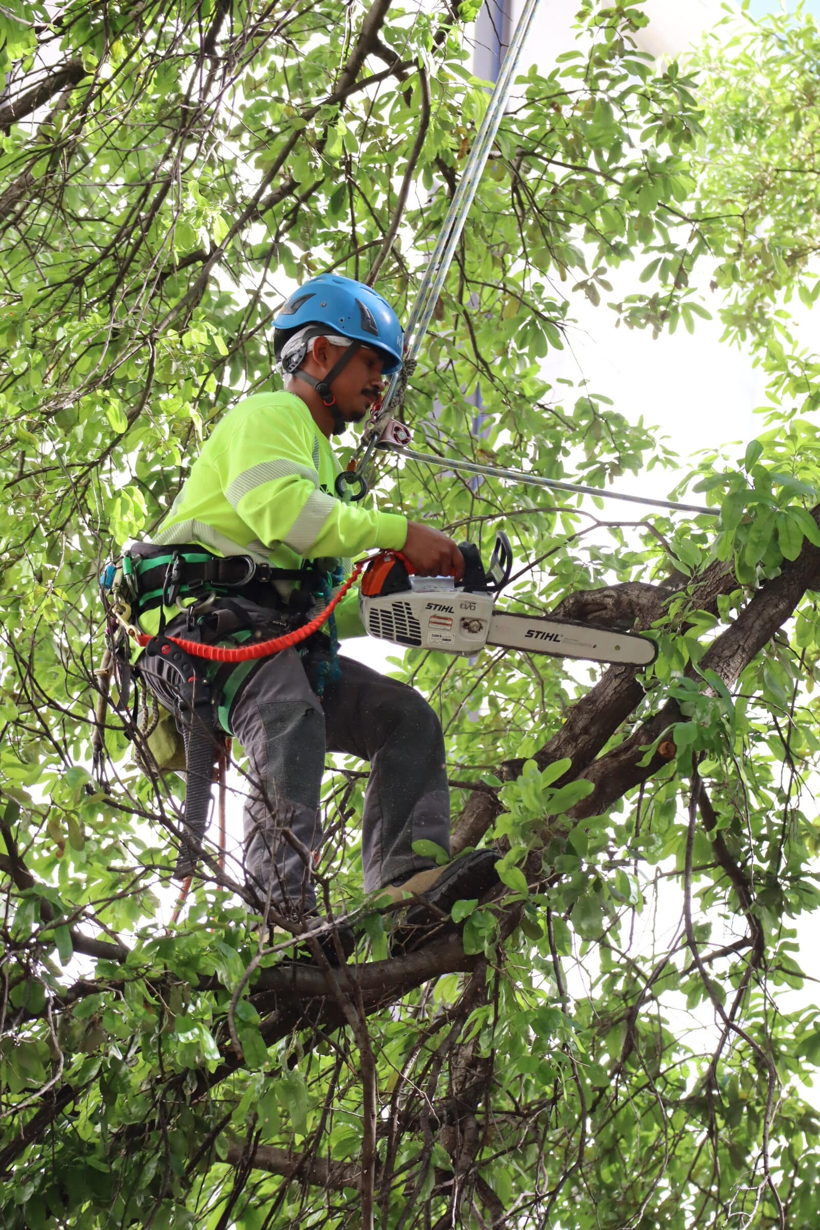 A landscaping professional at Southern Botanical is in a tree with a saw performing tree pruning & trimming while wearing a safety harness & safety helmet with a bright yellow uniform.