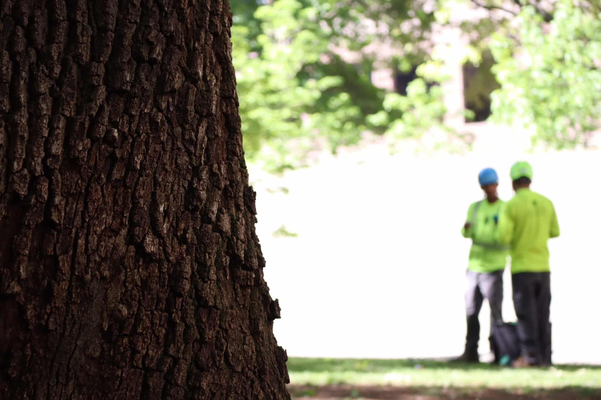 Tree Diagnostic & Treatment Southern Botanical