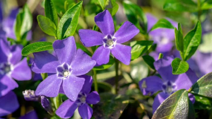 Optimal Use of Ground Covers in Commercial Landscaping