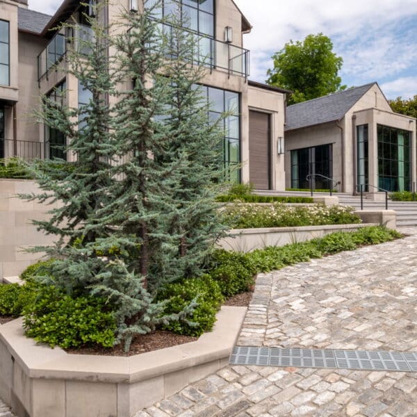 Blue Atlas Cedars planted and maintained by Southern Botanical landscaping in Dallas Texas