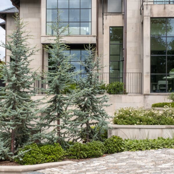 Blue Atlas Cedars planted and maintained by Southern Botanical landscaping in Dallas Texas