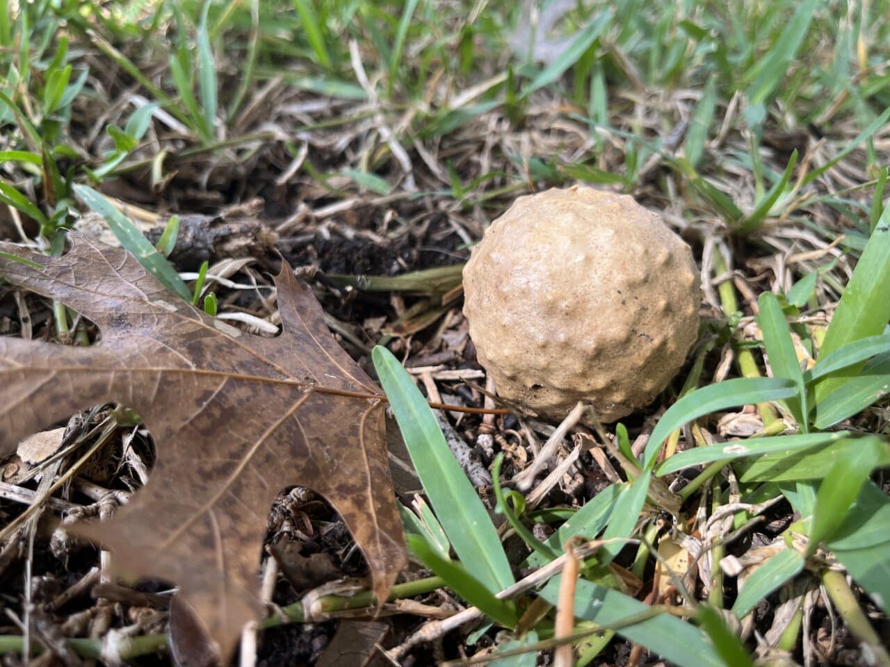 Gall Wasps in Dallas, Texas: Apple Oak Galls - Southern Botanical