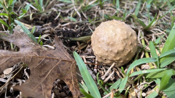 An orb produced by a gall wasp. These are called apple oak galls because of their resemblance to apples.