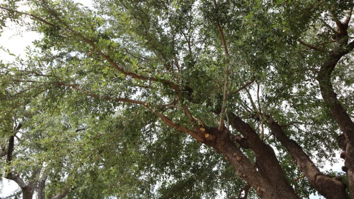 epicormic sprouts aka tree suckers