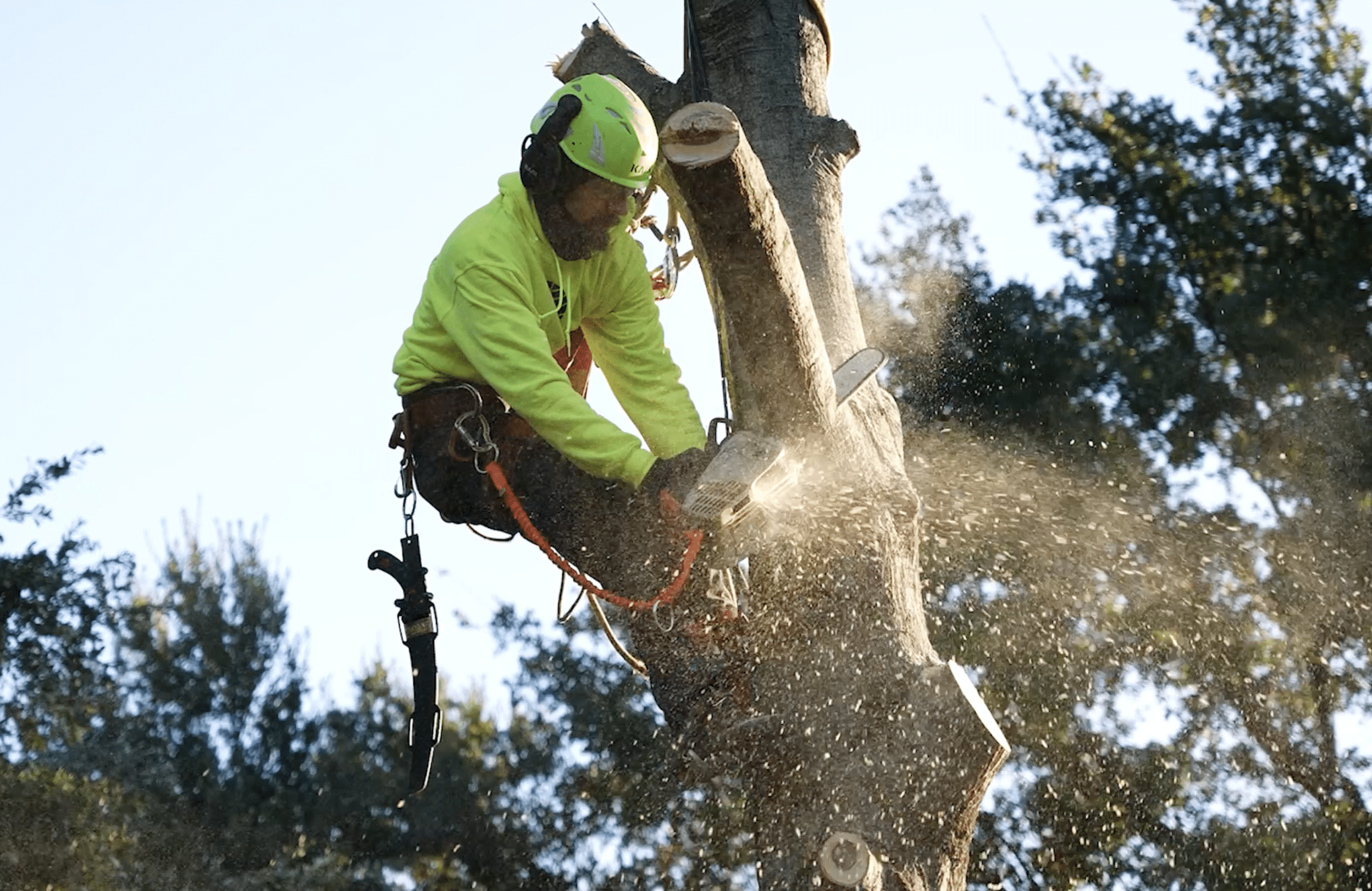 Fast, Affordable Tree Services by Certified Arborists at Southern Botanical