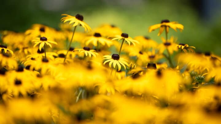 Native Texas wildflowers by Southern Botanical landscaping
