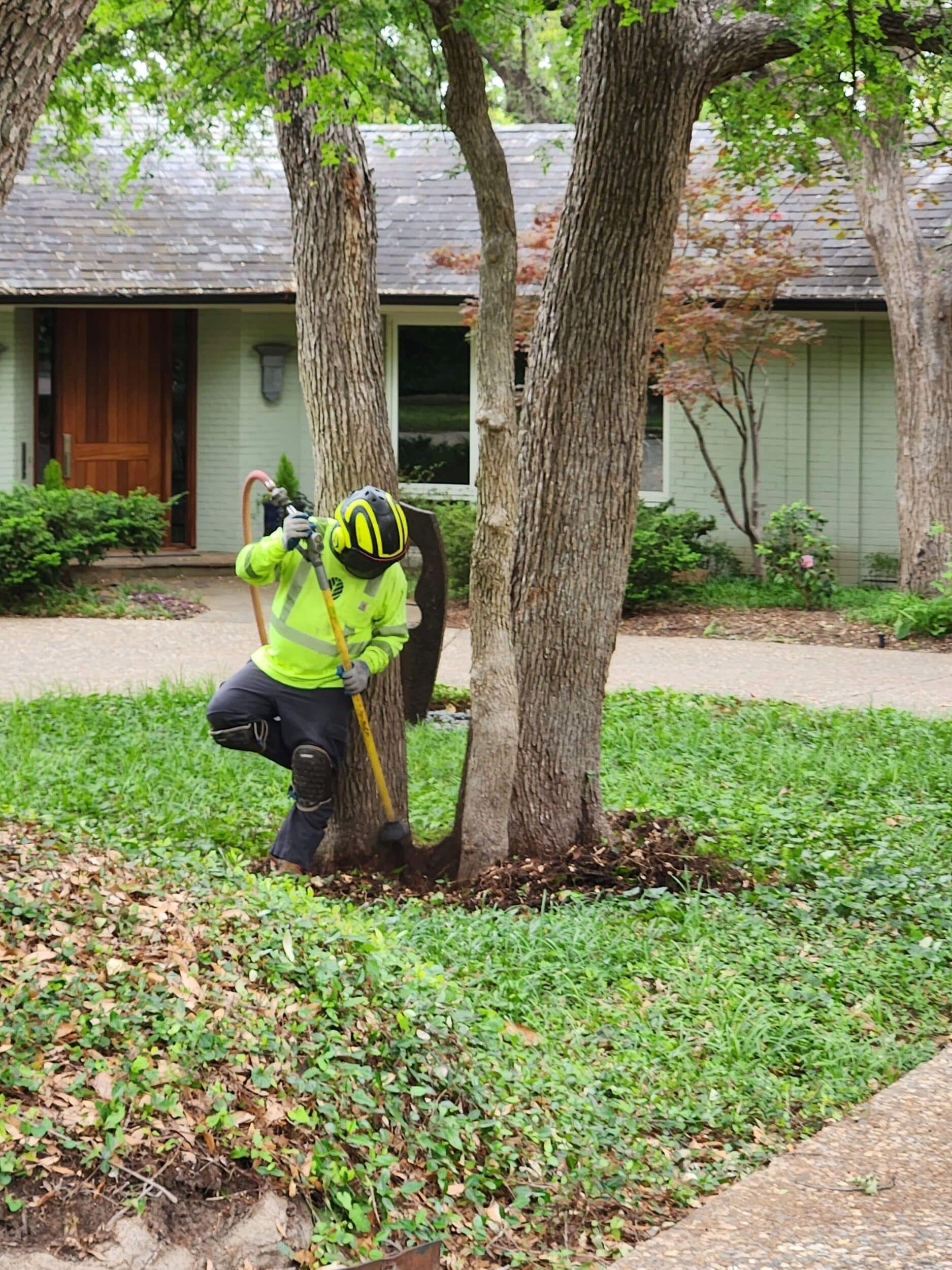 Southern Botanical | Tree Care and Maintenance