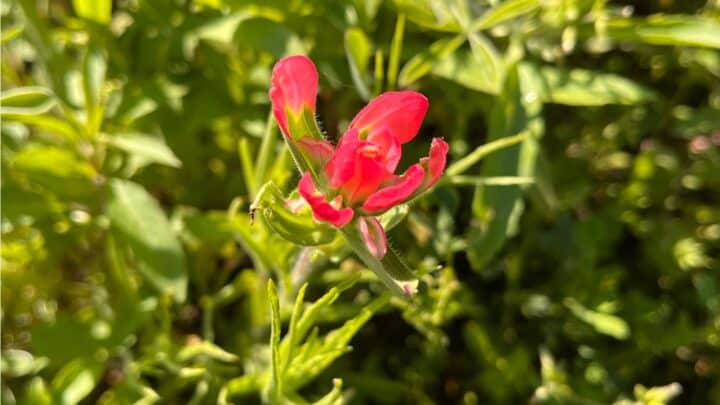 Indian-Paintbrush-Native-Texas-Wildflower
