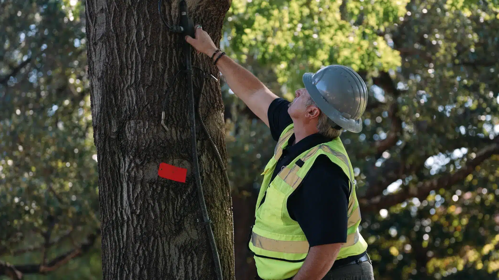 Regular Tree Inspection in Dallas Texas