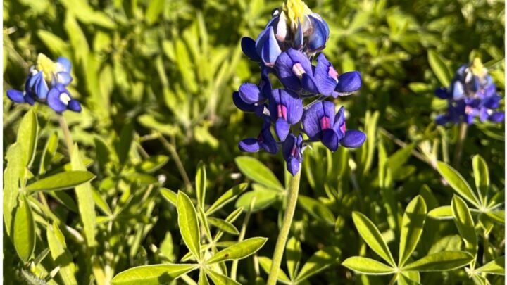 Texas Bluebonnet | Native Texas Wildflowers