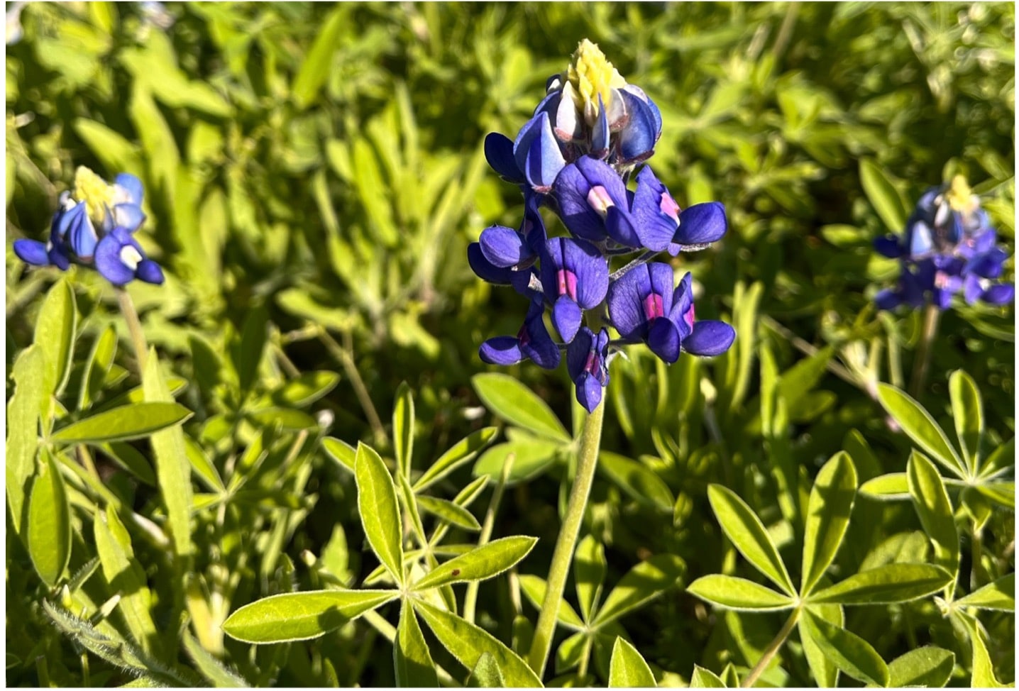 Texas Bluebonnet | Native Texas Wildflowers