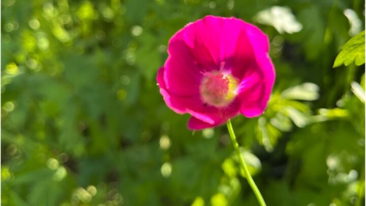 Winecupe | Native Texas Wildflower | Southern Botanical
