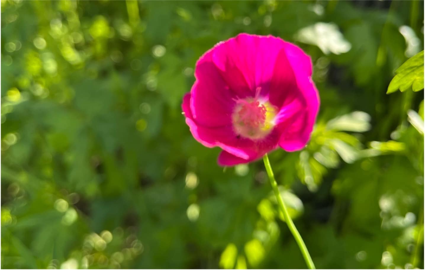 Wine Cup: Drought-Tolerant Perennial Wildflower