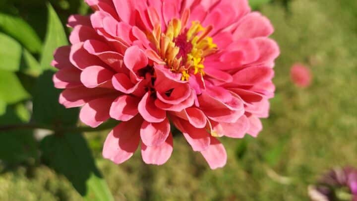 Spring Annual Flowers for North Texas | Southern Botanical Landscaping