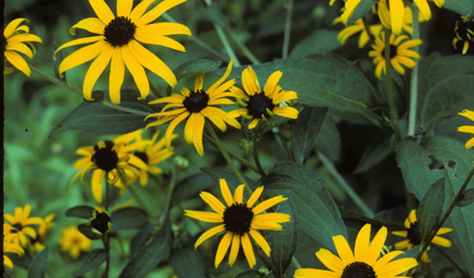 Black Eyed Susan | Native Texas Wildflowers | Southern Botanical