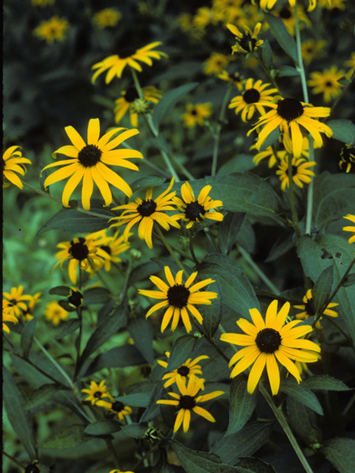 Black Eyed Susan | Native Texas Wildflowers | Southern Botanical