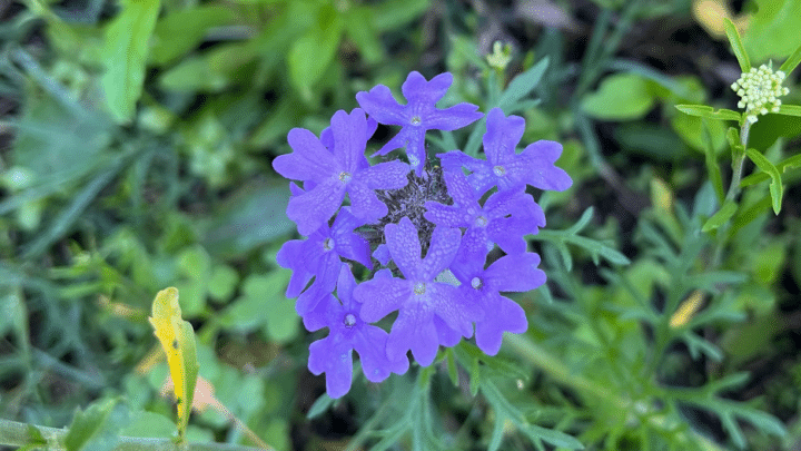 Prarie Verbena | Wildflower | Southern Botanical