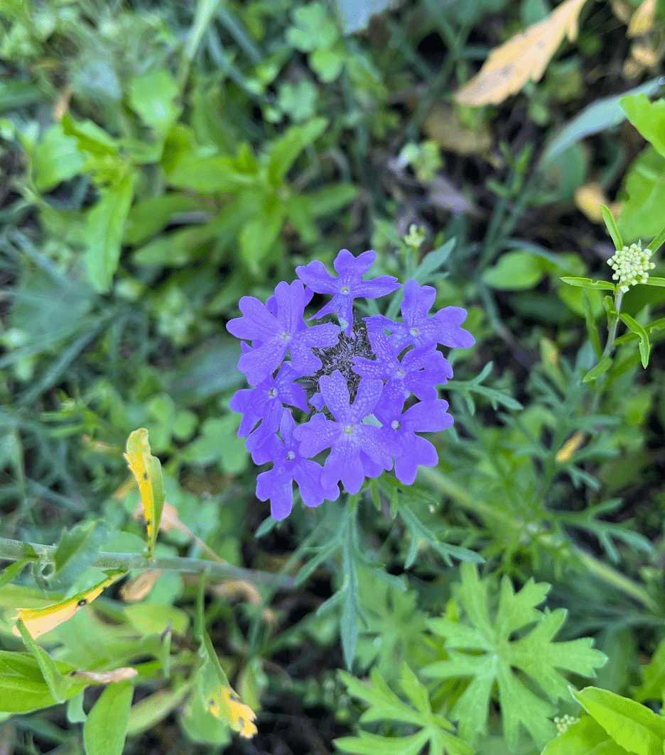 Prarie Verbena | Wildflower | Southern Botanical
