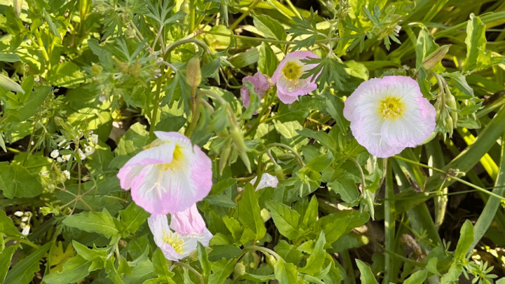 Pink Evening Primrose | Wildflower | Southern Botanical