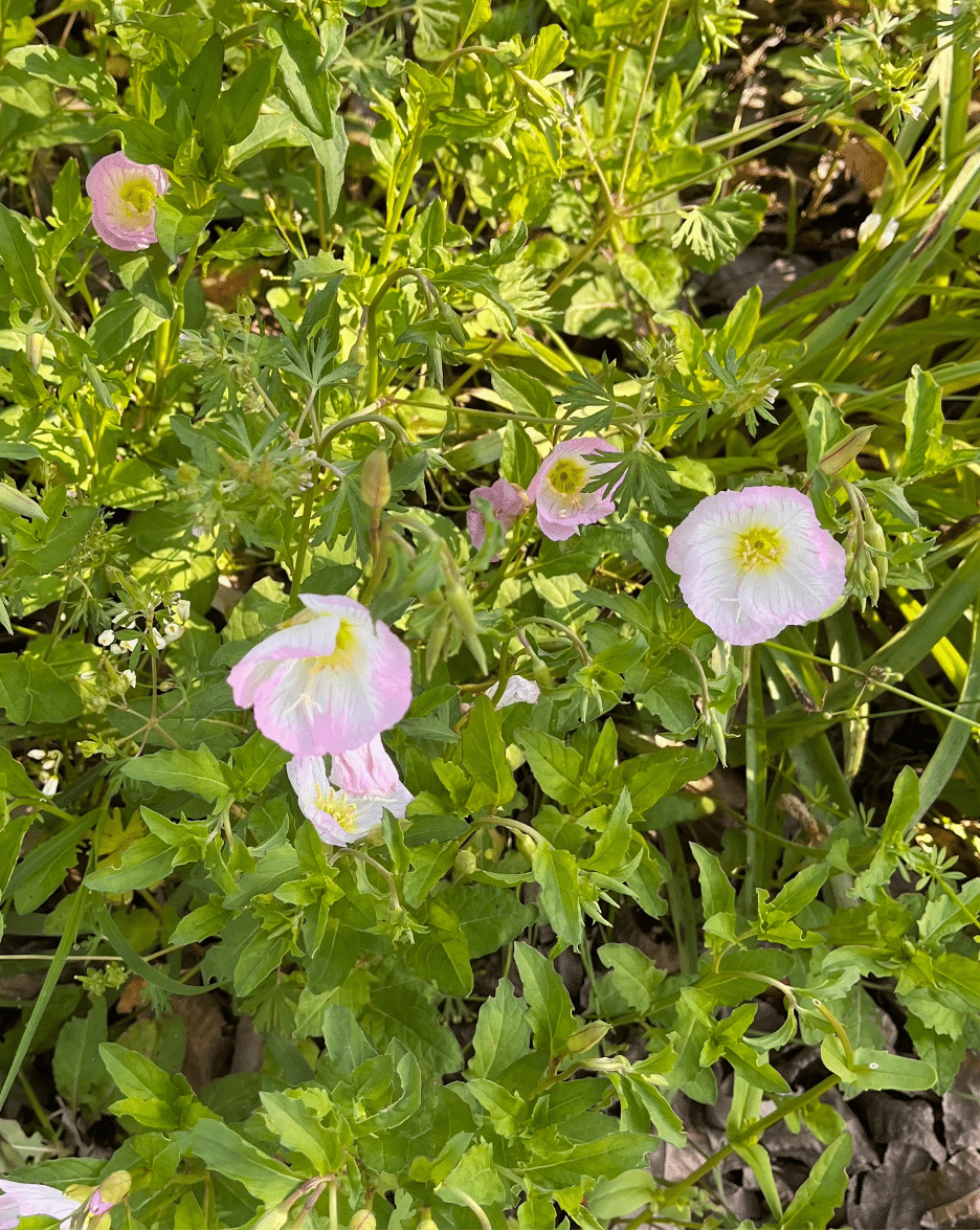 Pink Evening Primrose | Wildflower | Southern Botanical