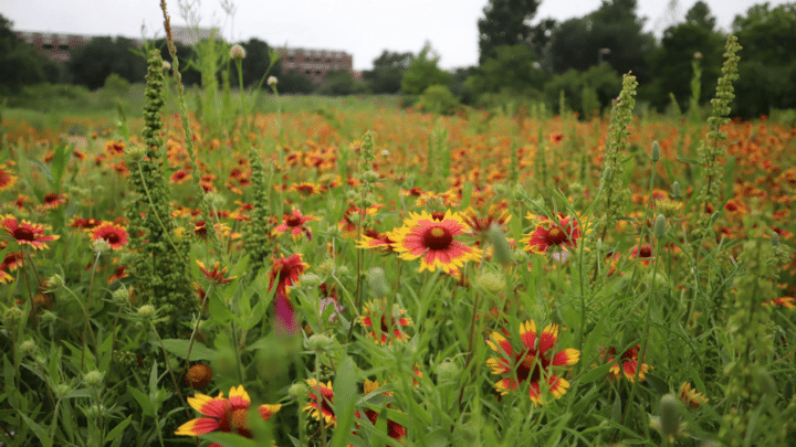 indian blanket native texas wildflower | Southern Botanical