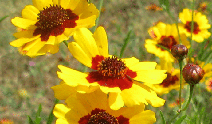 Plains Coreopsis | Texas Wildflowers | Southern Botanical