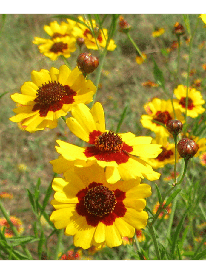 Plains Coreopsis | Texas Wildflowers | Southern Botanical