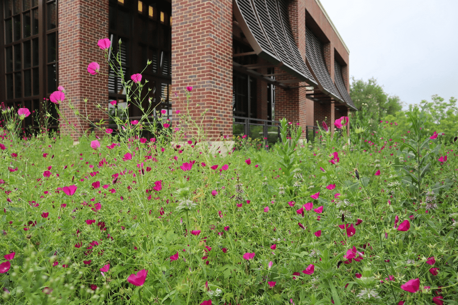 Wine Cup: Drought-tolerant Perennial Wildflower - Southern Botanical