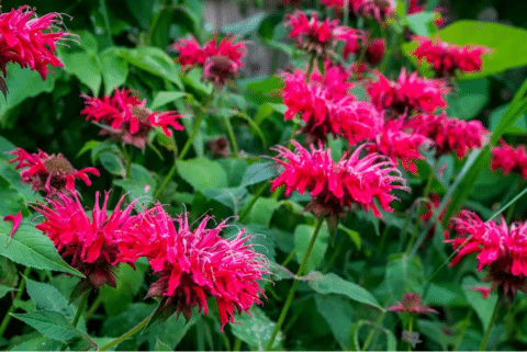 Bee Balm: A Garden’s Fragrant Pollinator - Southern Botanical