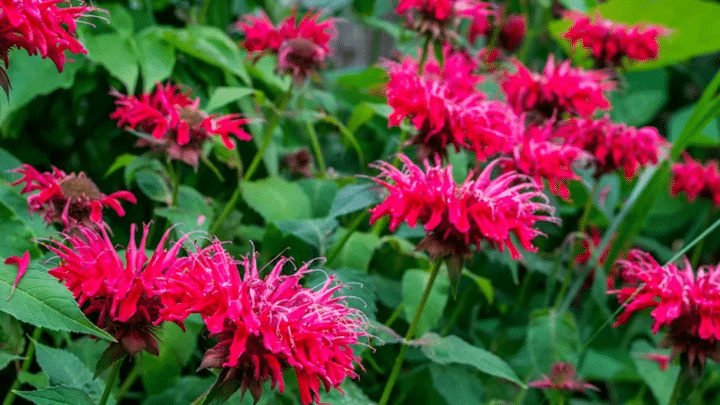 Bee Balm | Wildflower | Southern Botanical