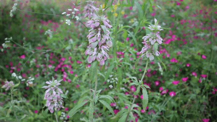 horsemint or lemon bee balm | wildflower | Southern Botanical
