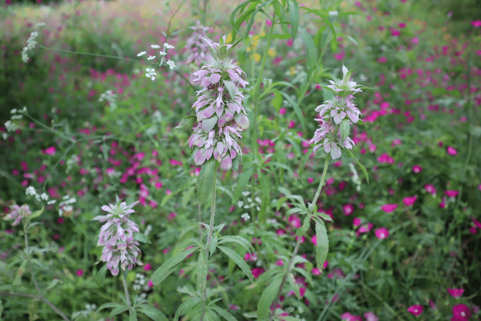 Horsemint: A Fragrant Addition to Your Texas Garden