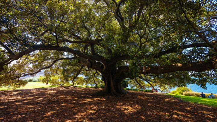 Beautiful Old Oak Tree