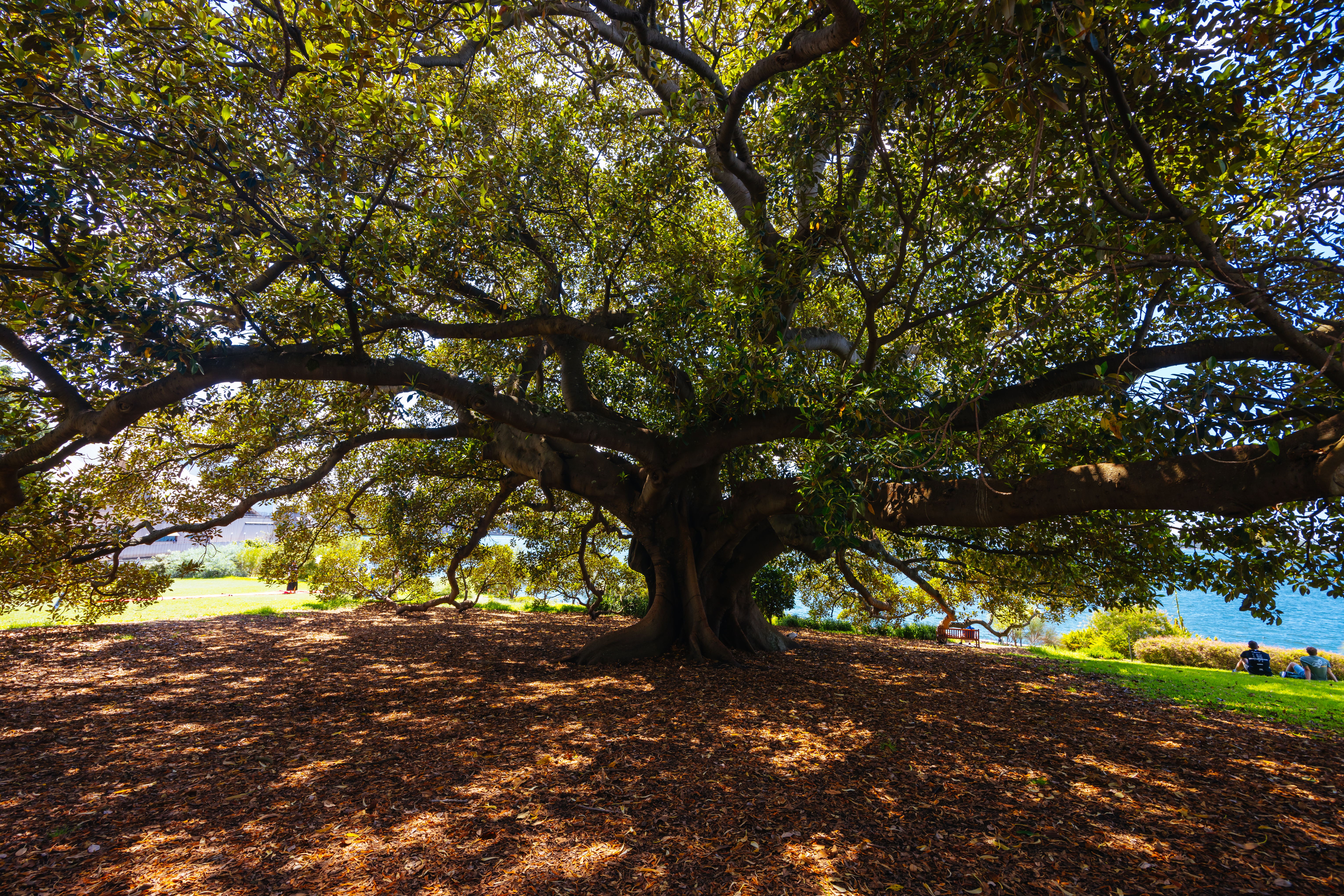When is the Best Time of Year to Trim Oak Trees?