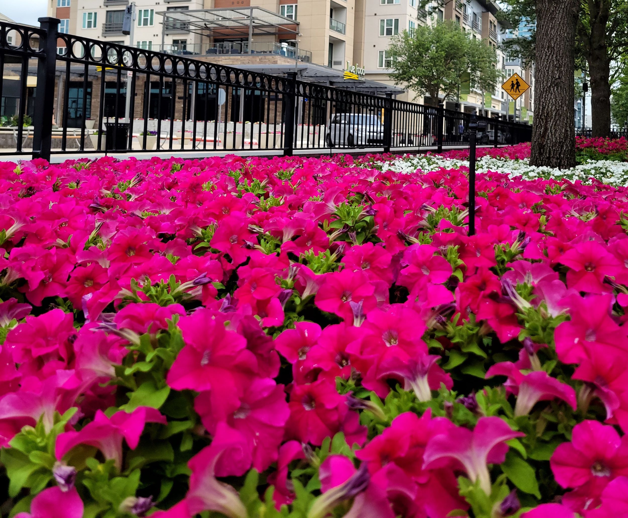 Irrigation Services | Southern Botanical