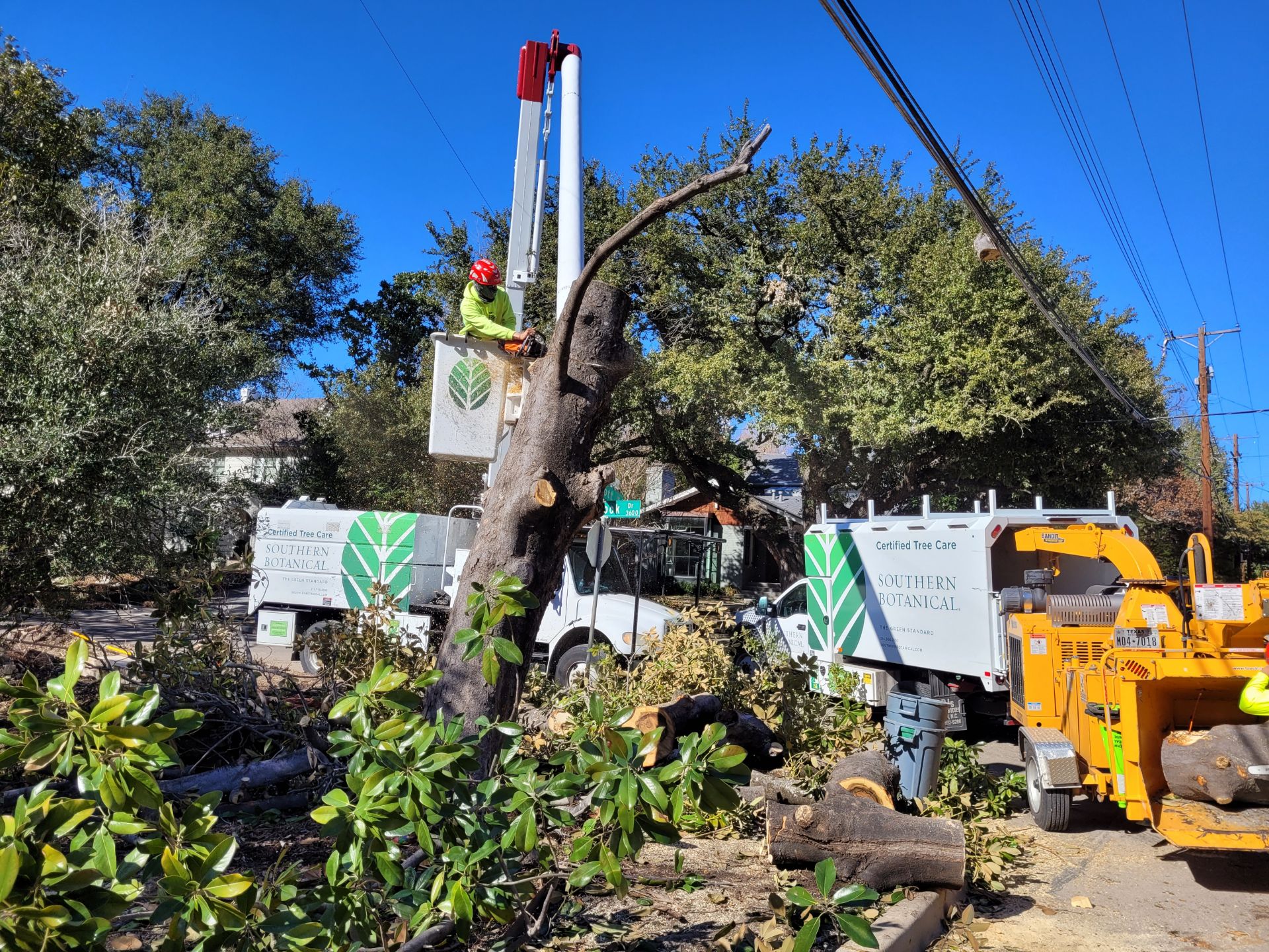 Emergency Tree Services | Southern Botanical