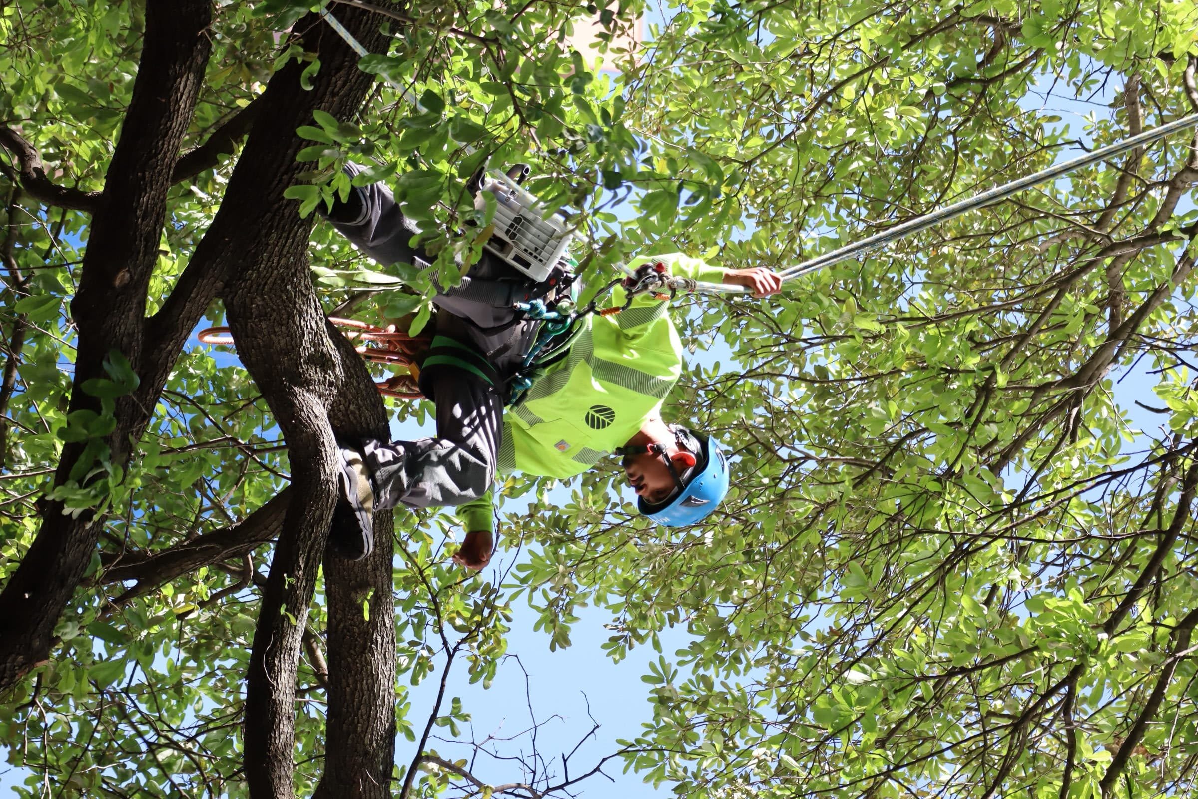 Certified Arborists | Southern Botanical