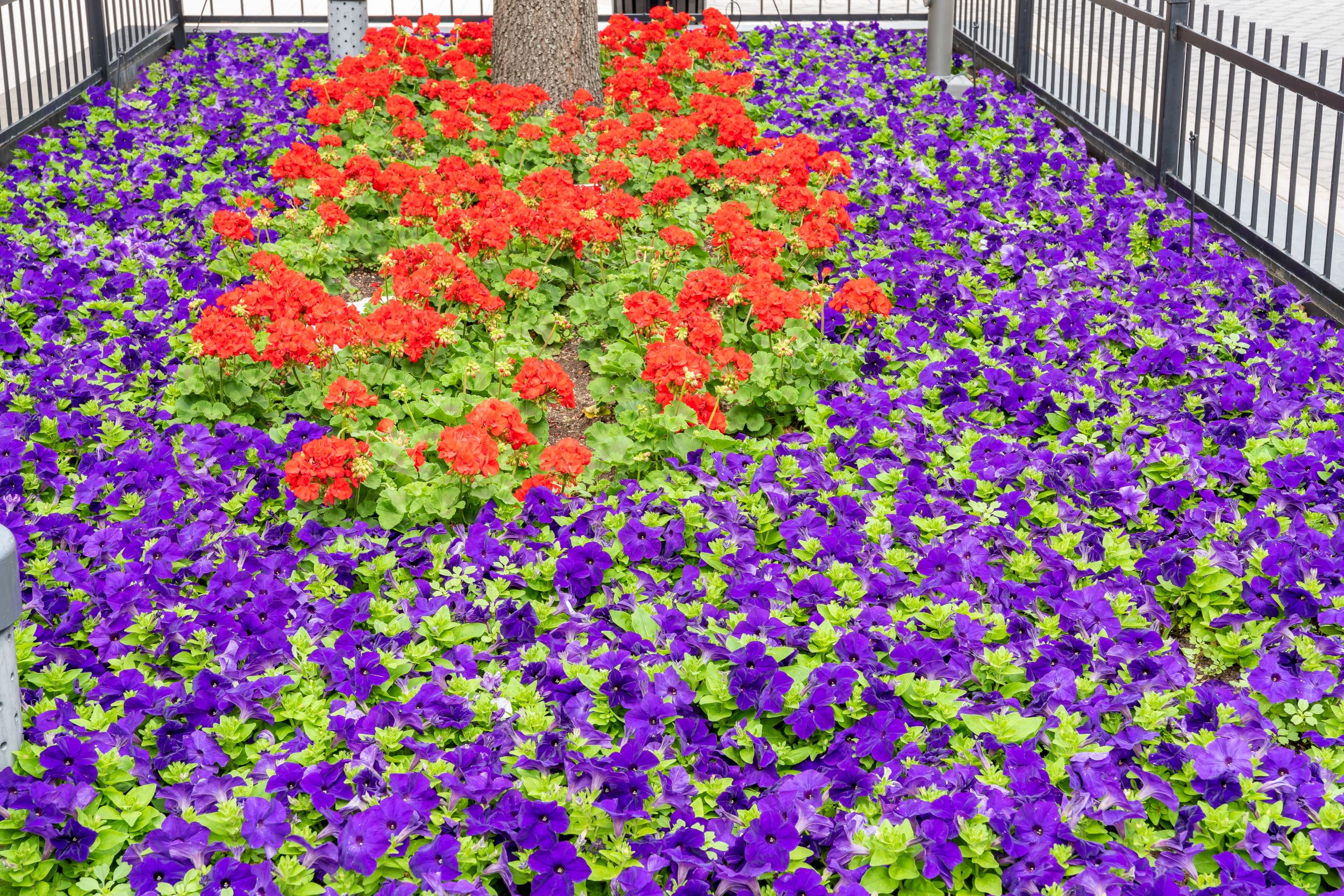 Southern Botanical | Commercial Landscaping