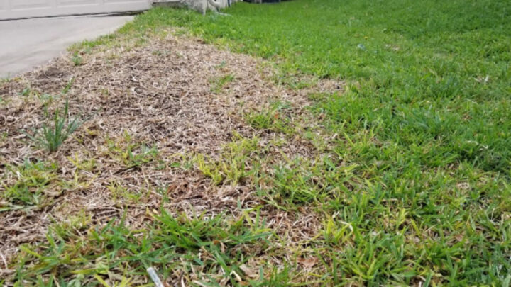 Southern Botanical Lawn Care