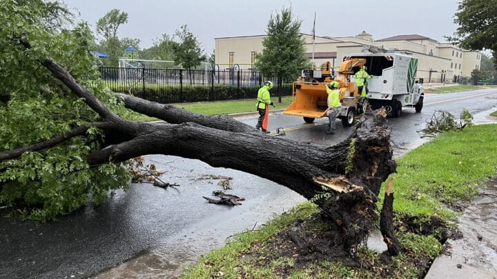 Emergency Tree Service by Southern Botanical