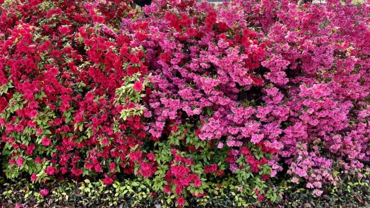 Azalea | Southern Botanical