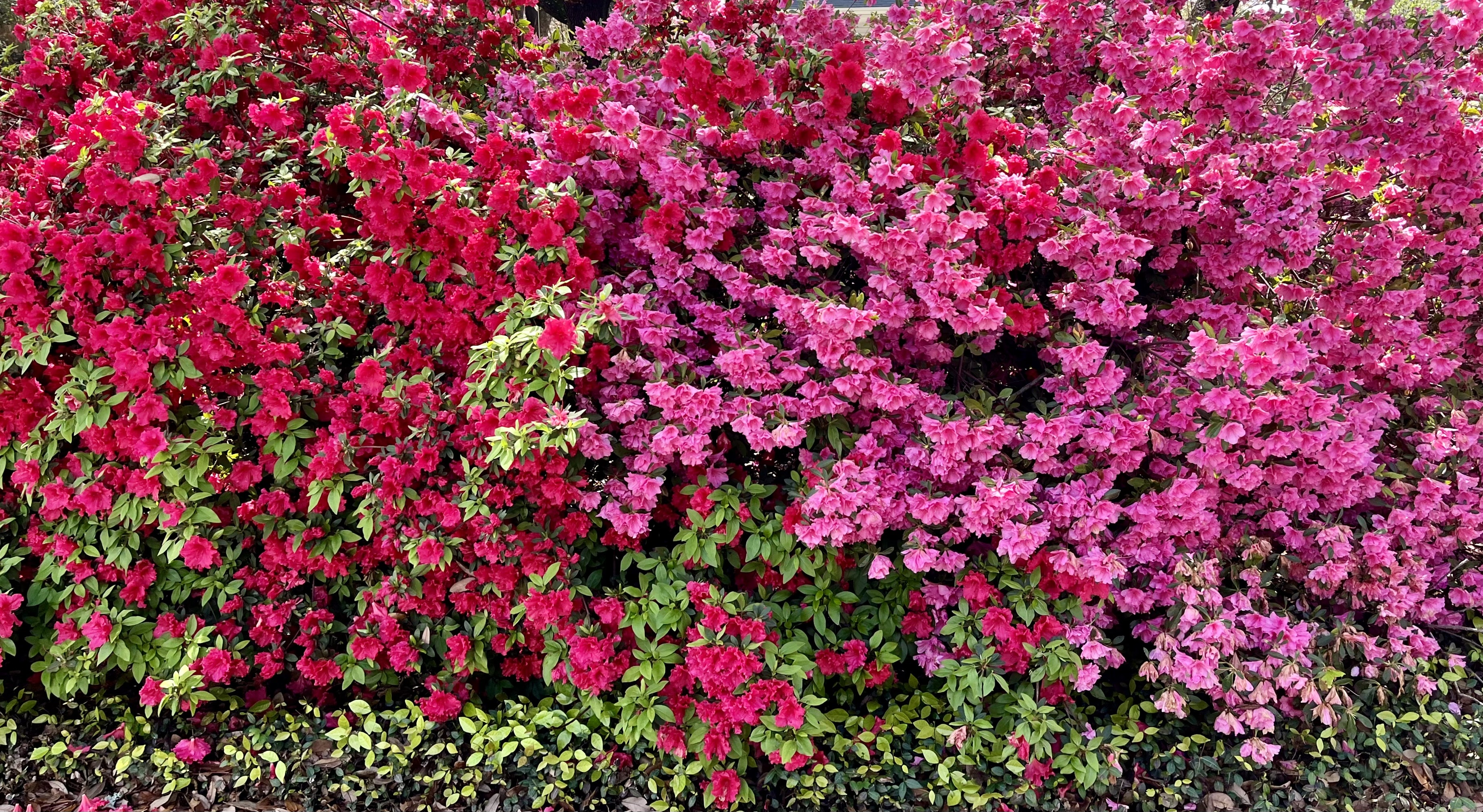 Everything You Need to Know About Caring for Azalea