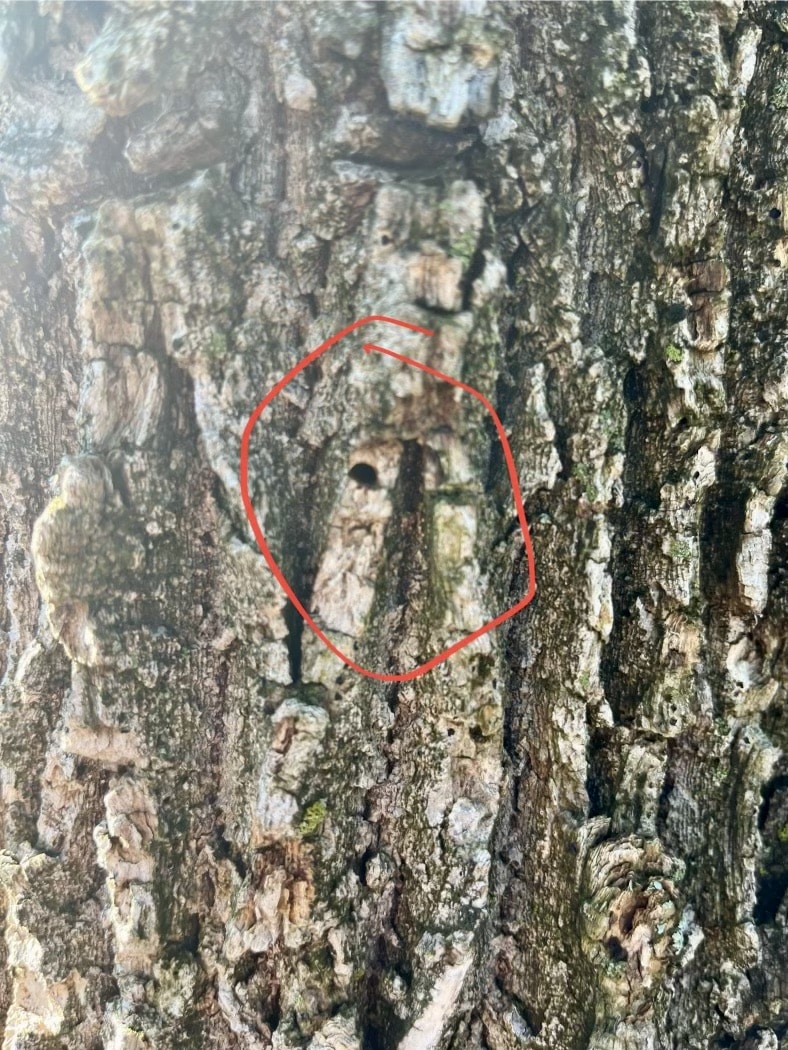 First Emerald Ash Borer Case Found in North Texas by Southern Botanical Arborists